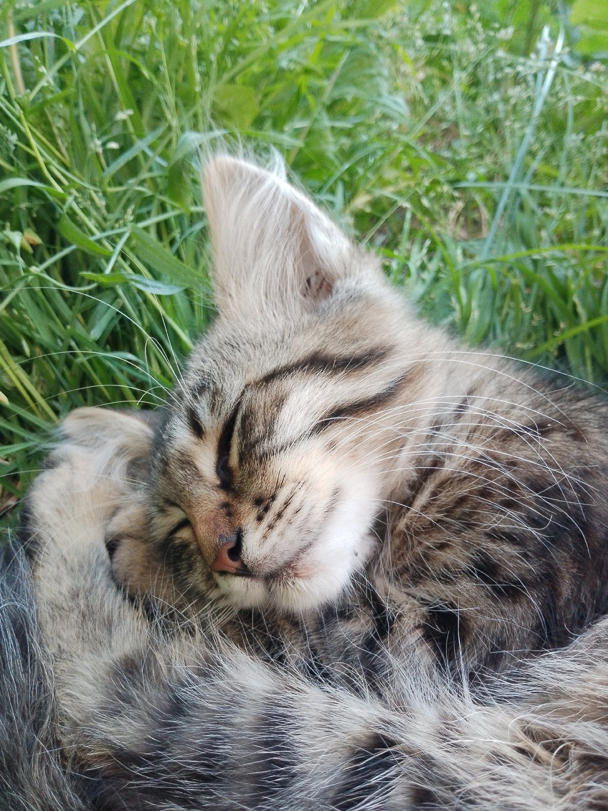 Tabby kitten napping across grass and gravel over an hour