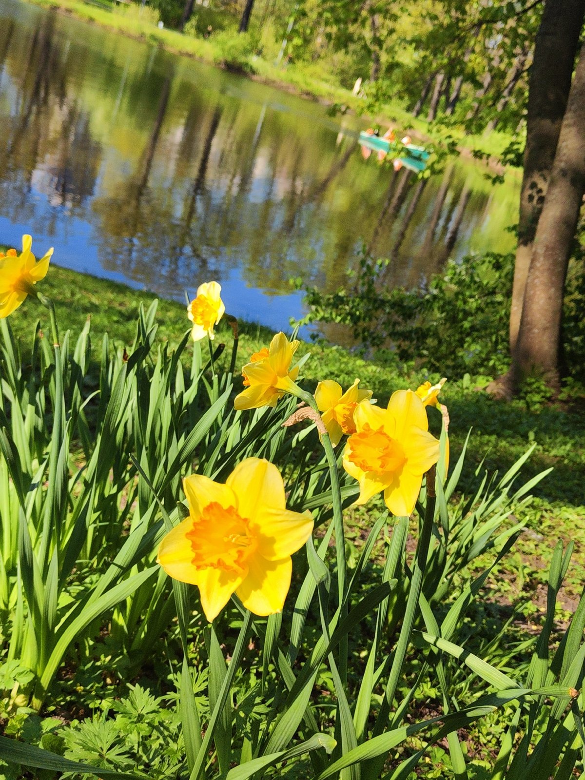 Spring wildlife and flowers documented across Saint Petersburg parks