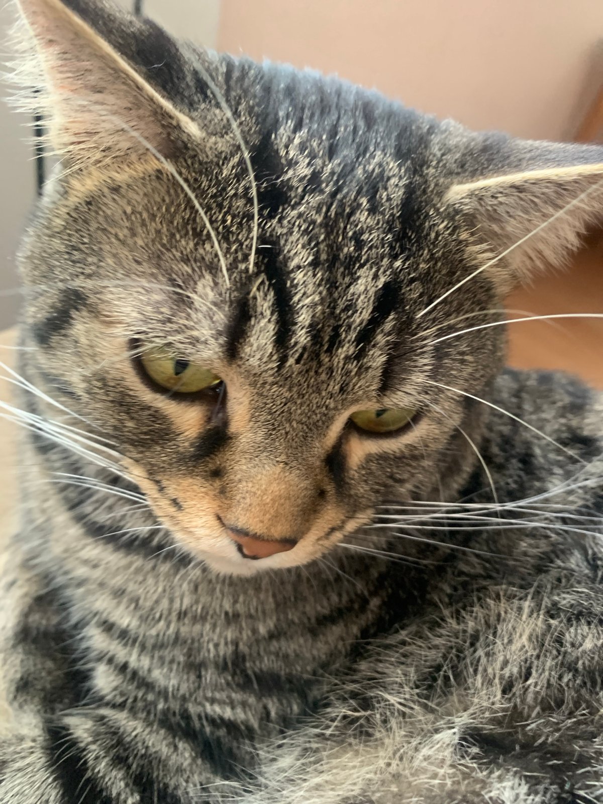 Tabby cat photographed in multiple indoor poses in Stavropol