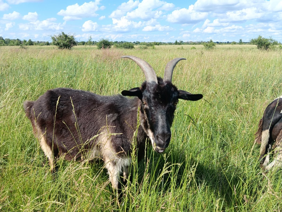 Sheep and goats grazing in open grasslands