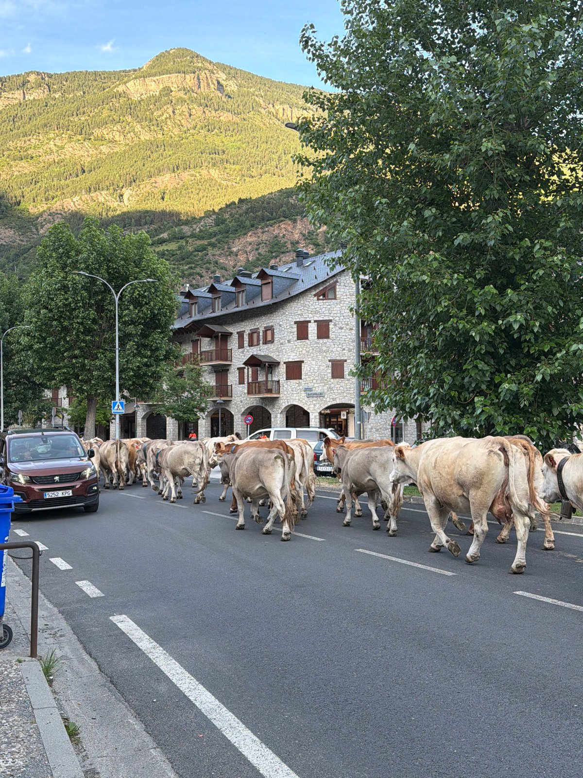 Cattle herd walks through Spanish mountain town streets