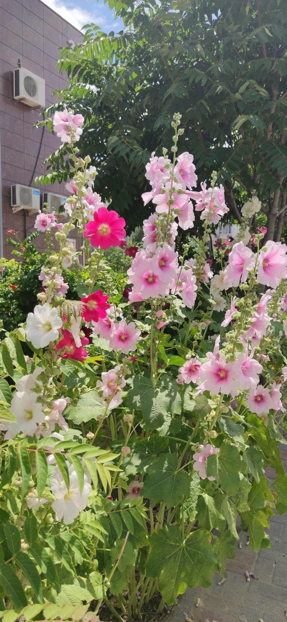 Hollyhocks in full bloom outside a building in Aktau