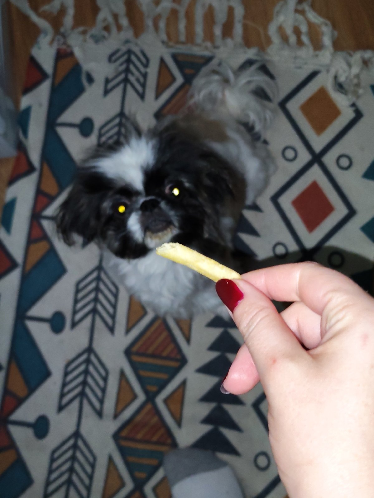 Izhevsk resident shares evening meal with dog amid jasmine blooms