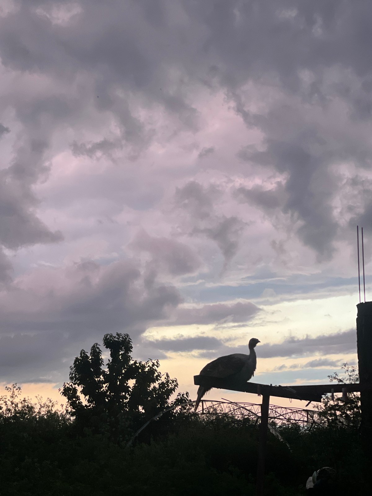 Turkey observed on beams during twilight at unknown location