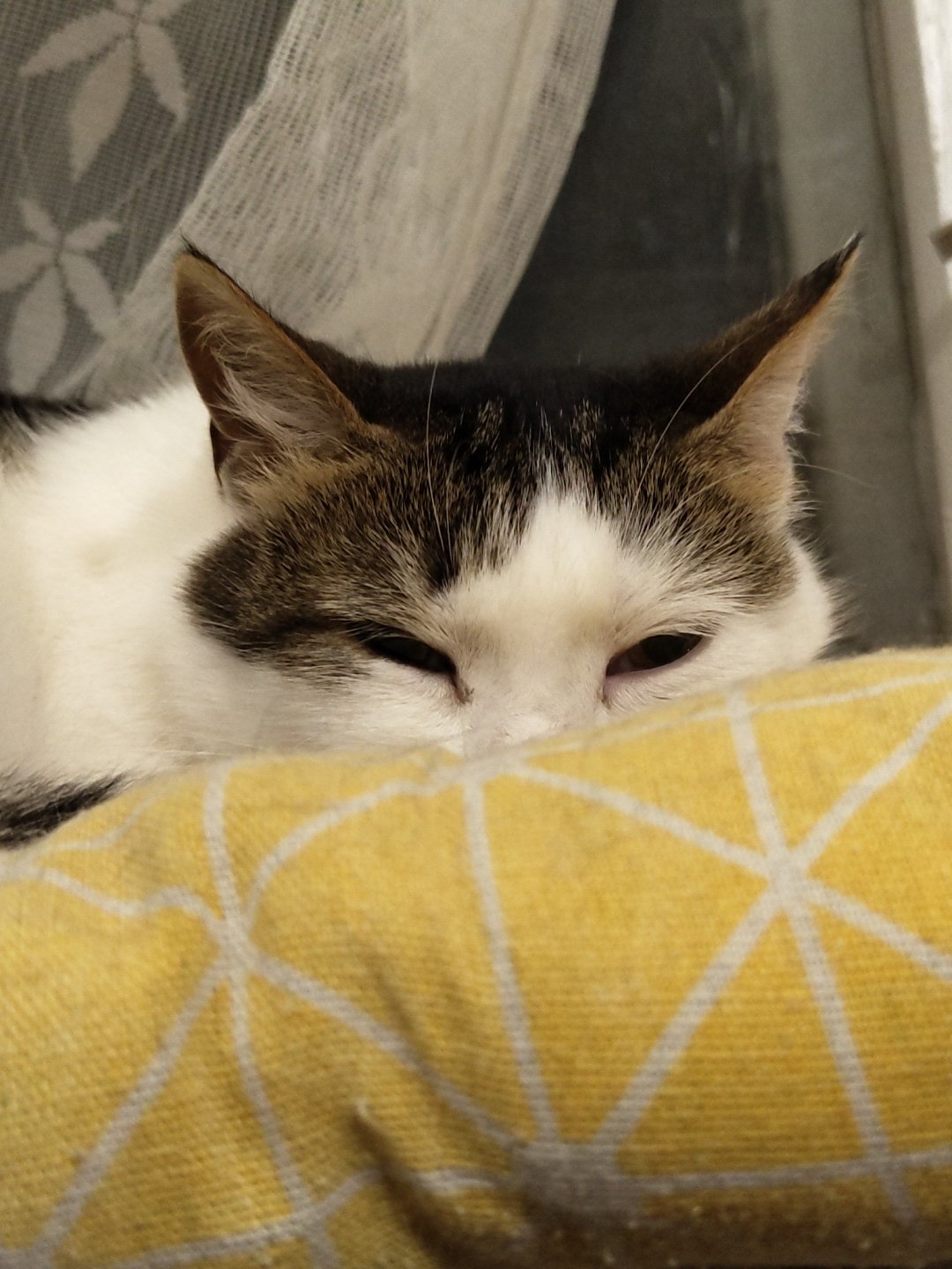 Two cats doing absolutely nothing, perfectly.