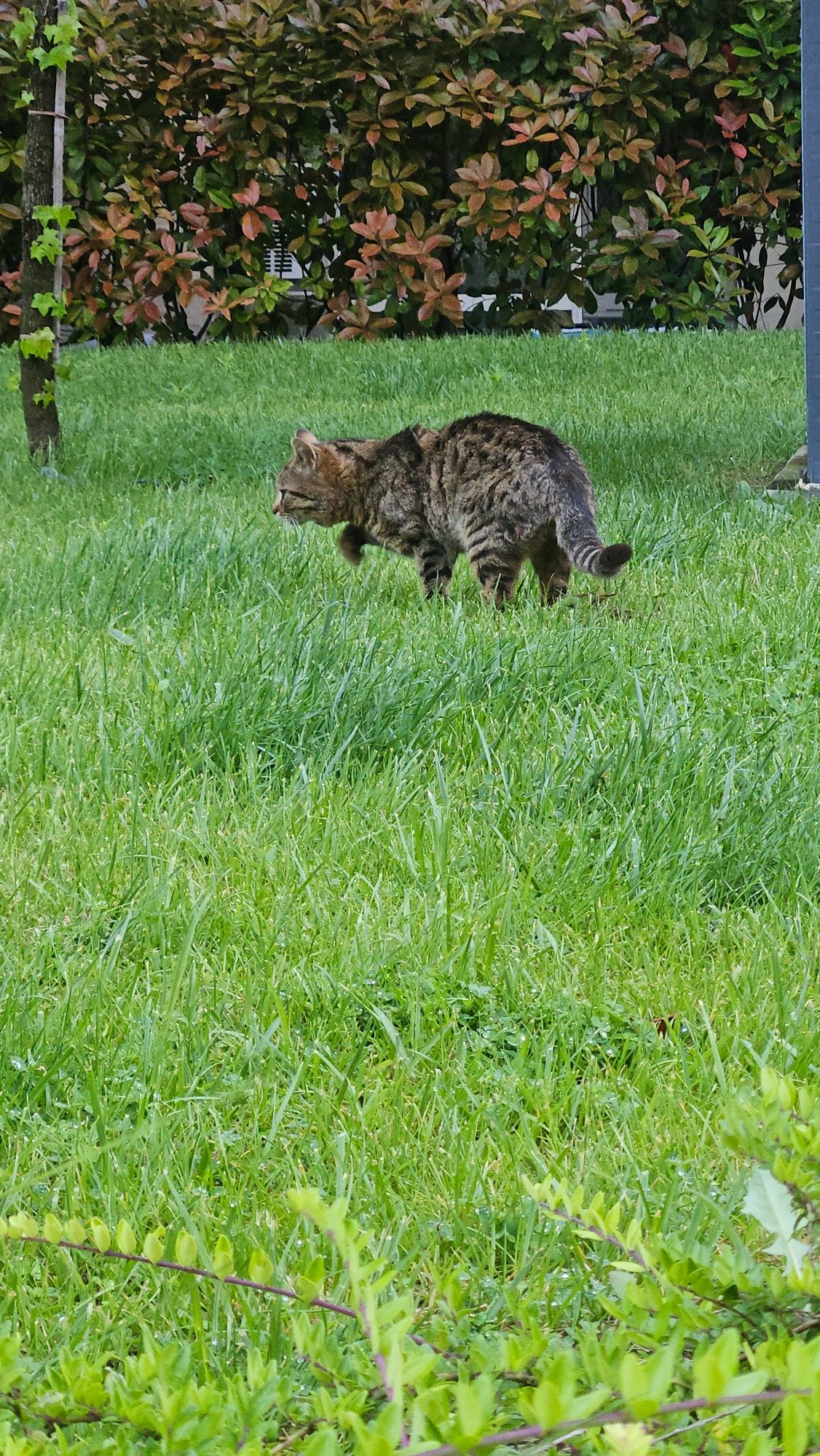 Tabby cat rests in green space in Plovdiv