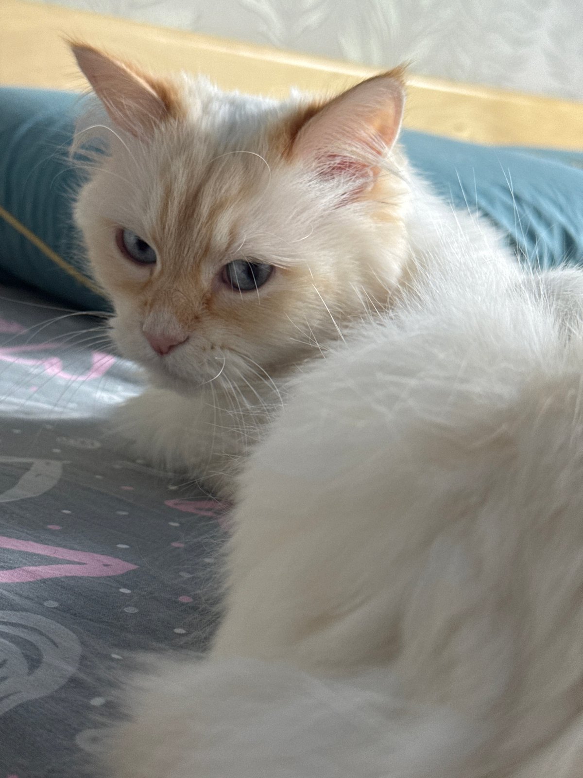 Family documents quiet afternoon with baby, cat in Chaikovsky