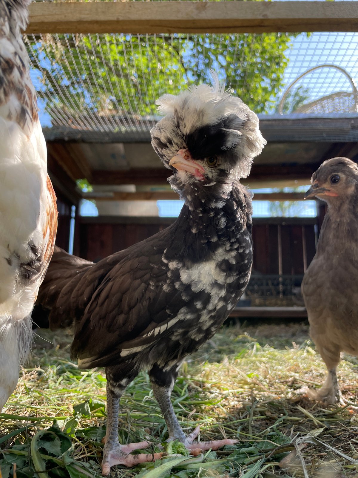 Chickens photographed in outdoor enclosure in Danilovgrad, Montenegro