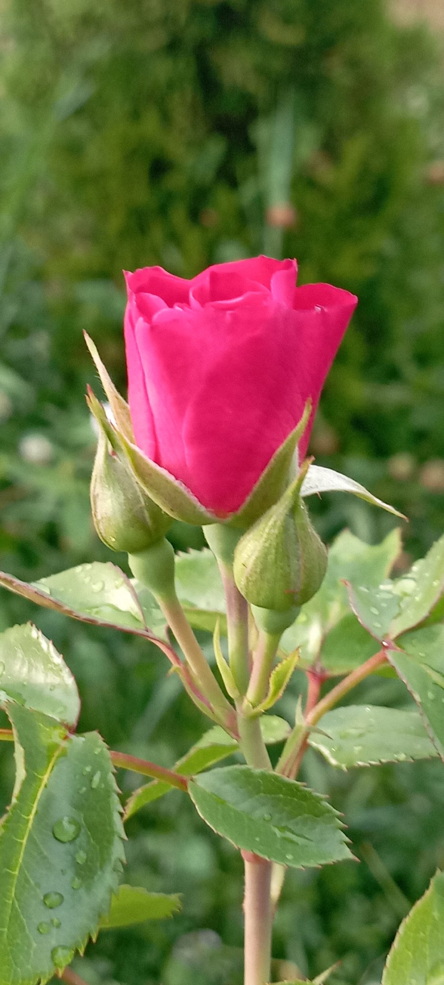 Dewy roses and garden blooms in Radisne, Ukraine