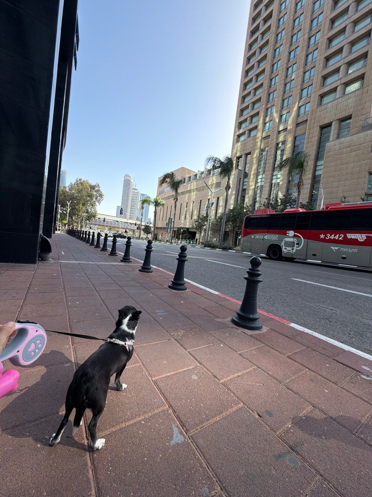 Dog walker spotted on distinctive sidewalk in Ramat Gan