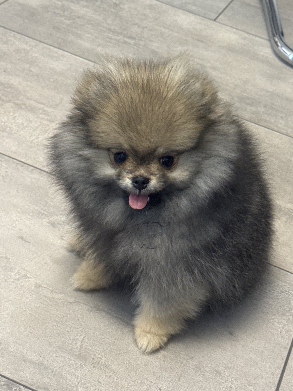 Fluffy Pomeranian photographed looking up at camera in Plovdiv