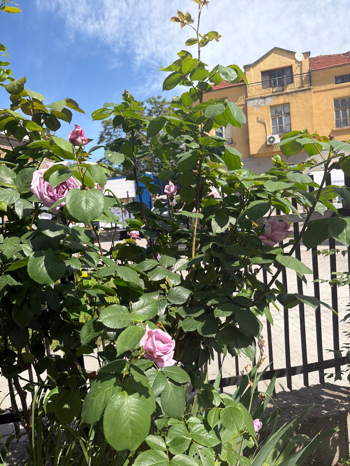 Morning observations of roses, art, and decorative items in Plovdiv