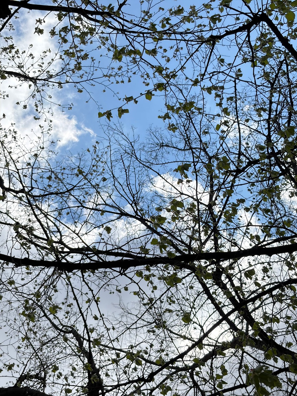 Spring tree canopy documented in Stara Zagora park