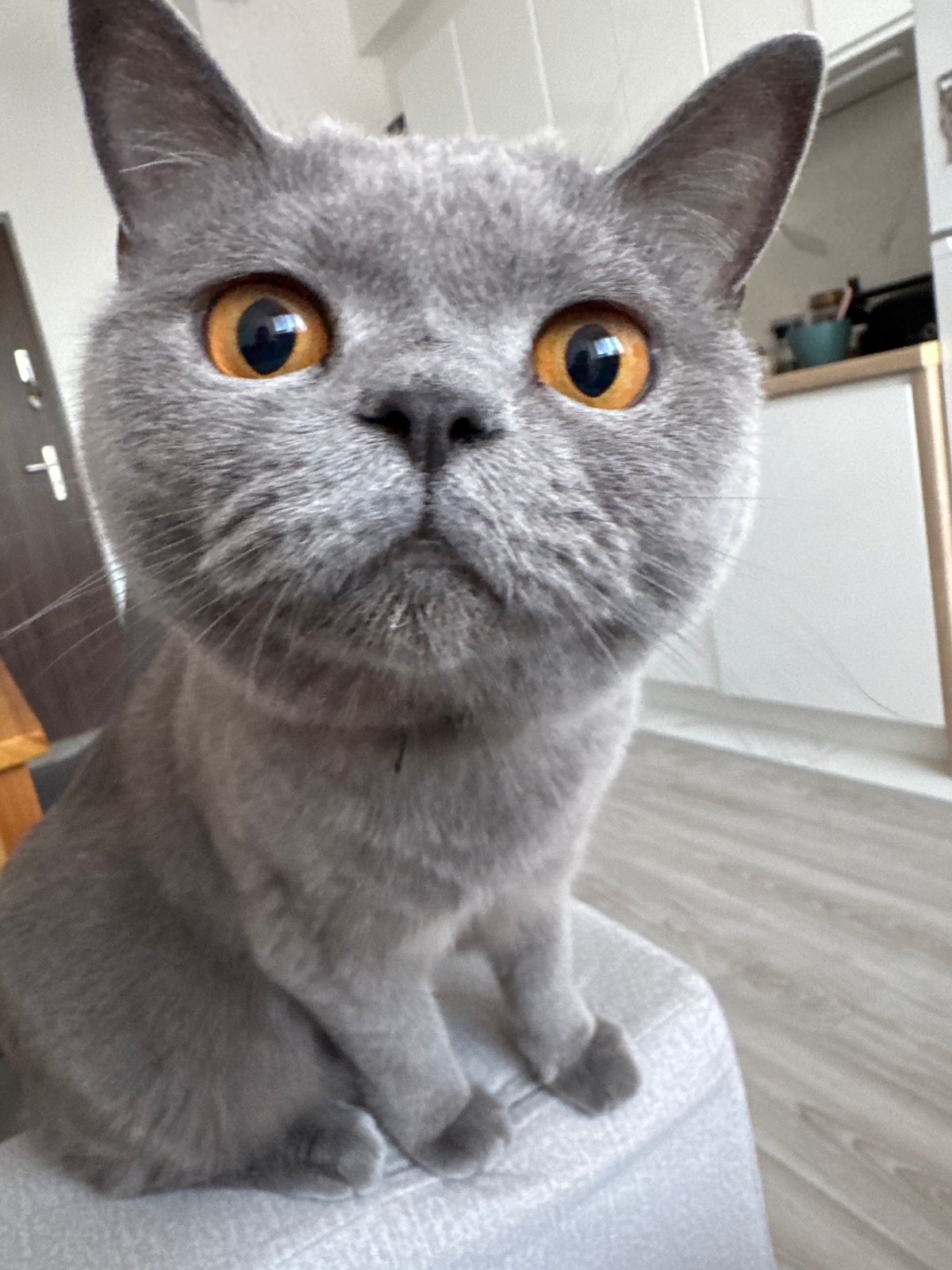 Grey British Shorthair holds court in a Zielona Góra apartment