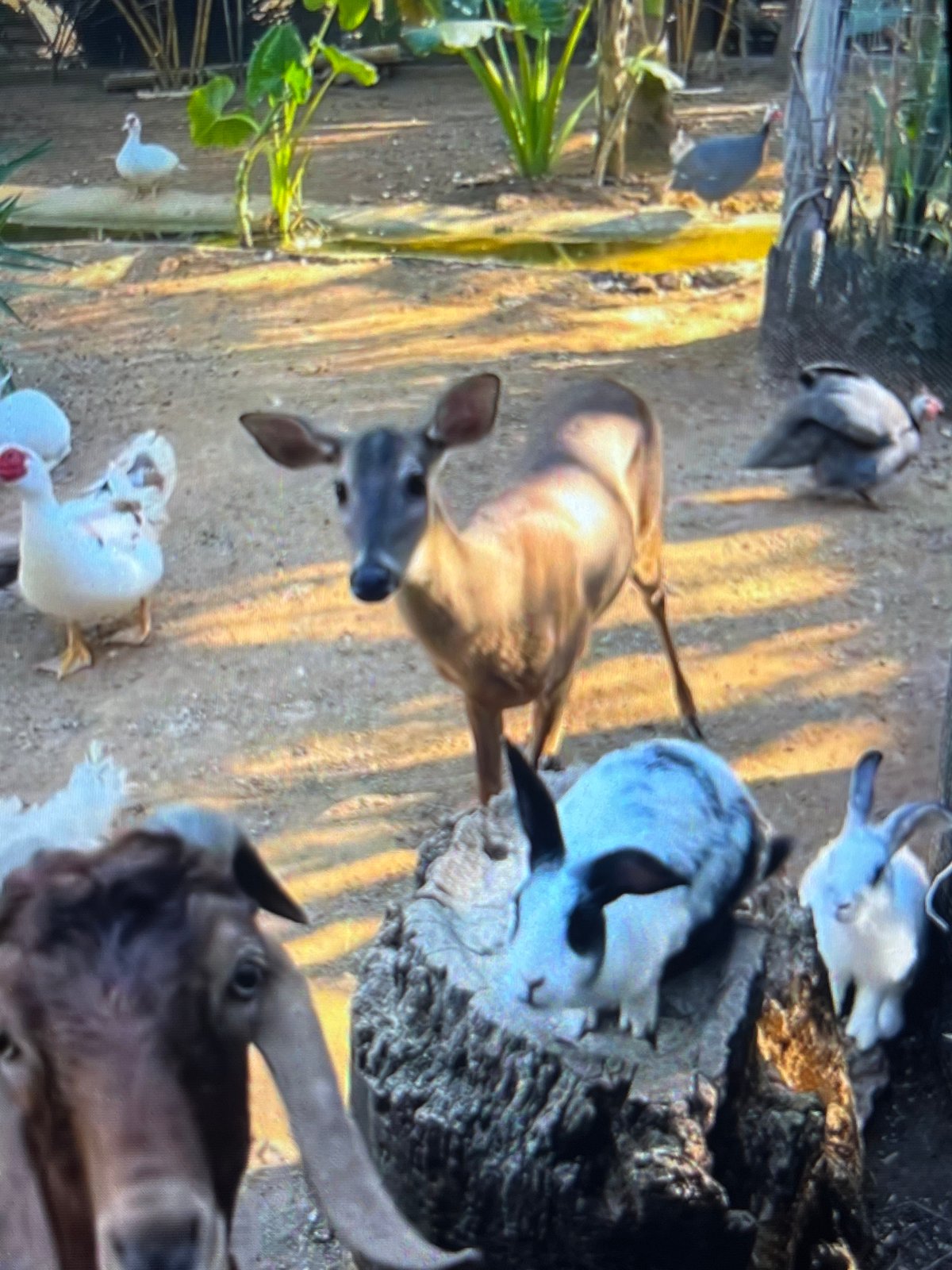 Wildlife gathering documented in Tinaquillo Venezuela at sunset