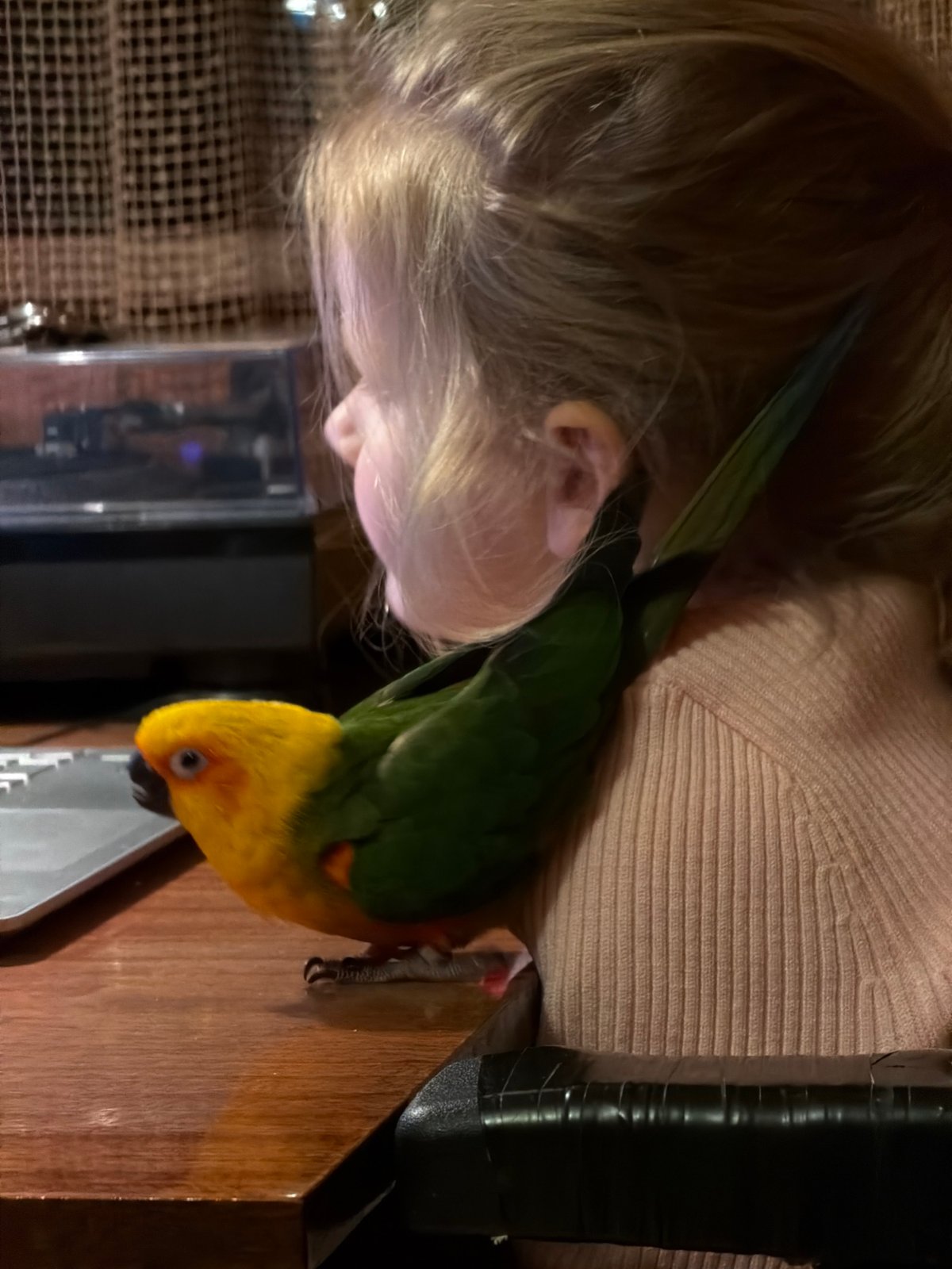 Woman interacts with colorful conure parrot in Khimki home