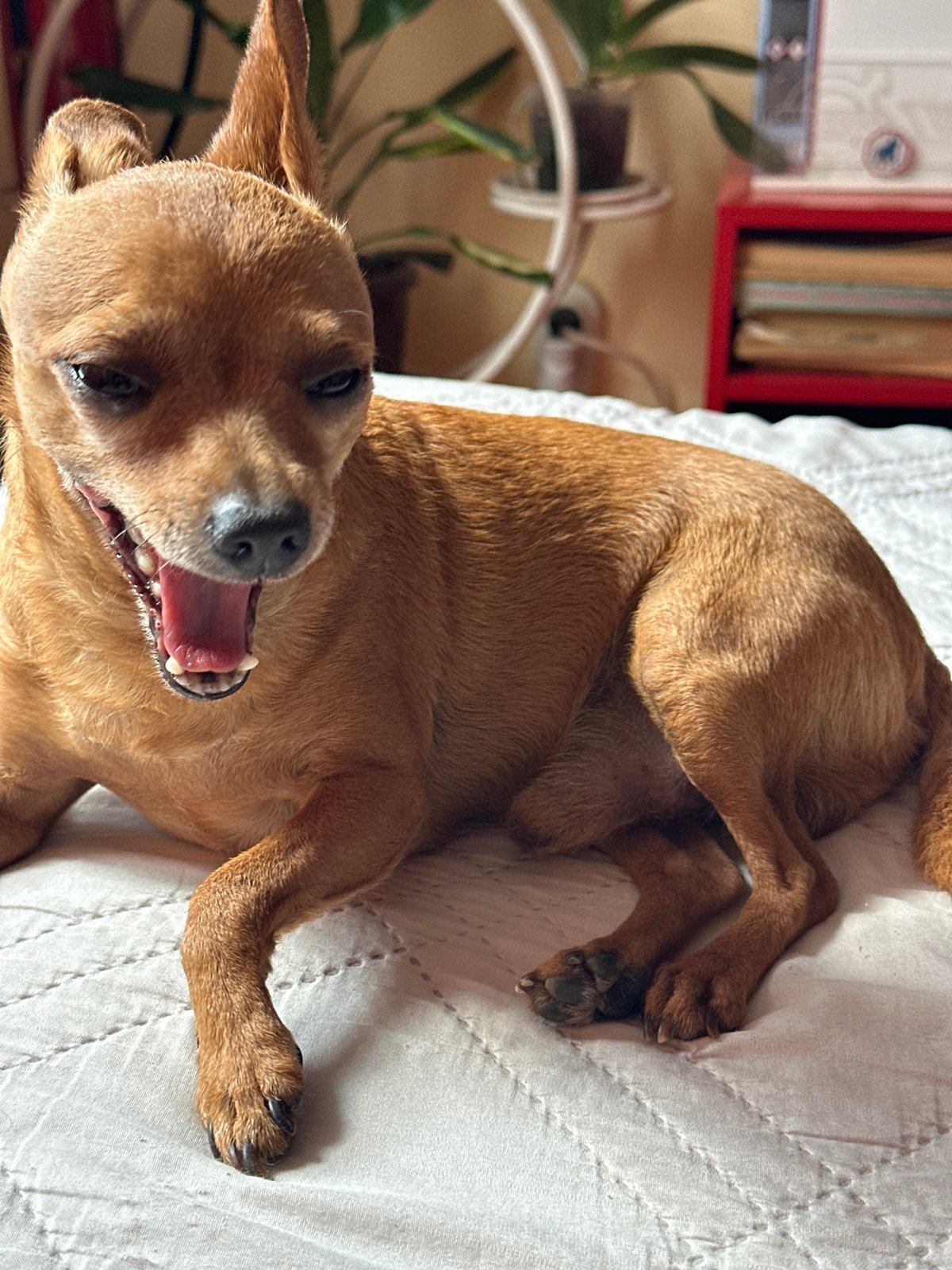 Small dog naps on bedroom quilt in Bulgarian village