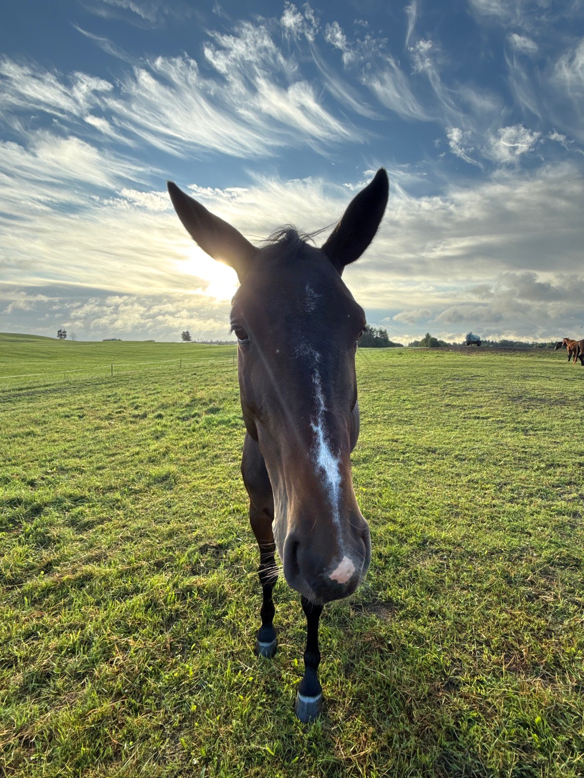 Horse herd grazes and rests in a Lithuanian field at dawn
