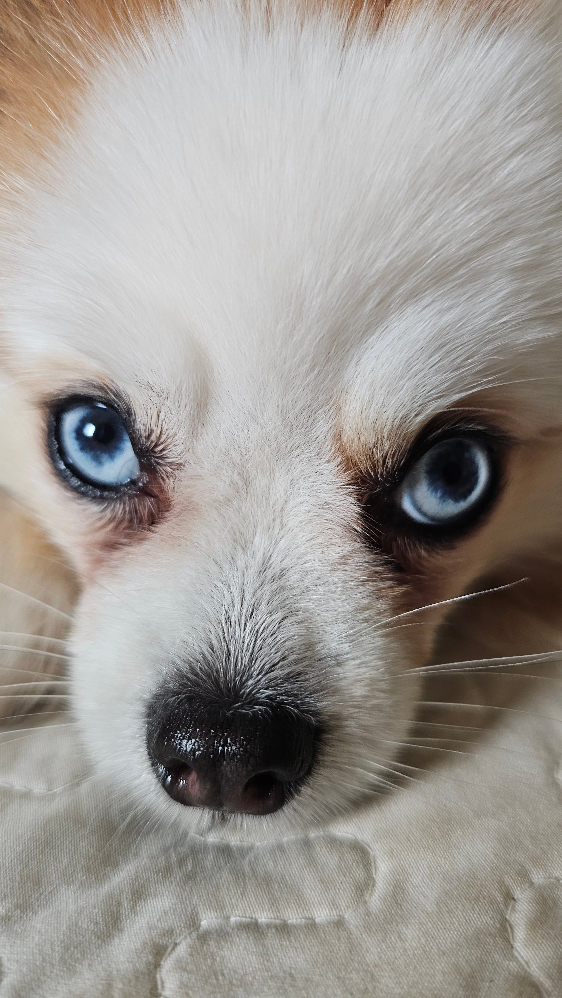 Two blue-eyed Pomeranians goofing around a Koh Samui villa