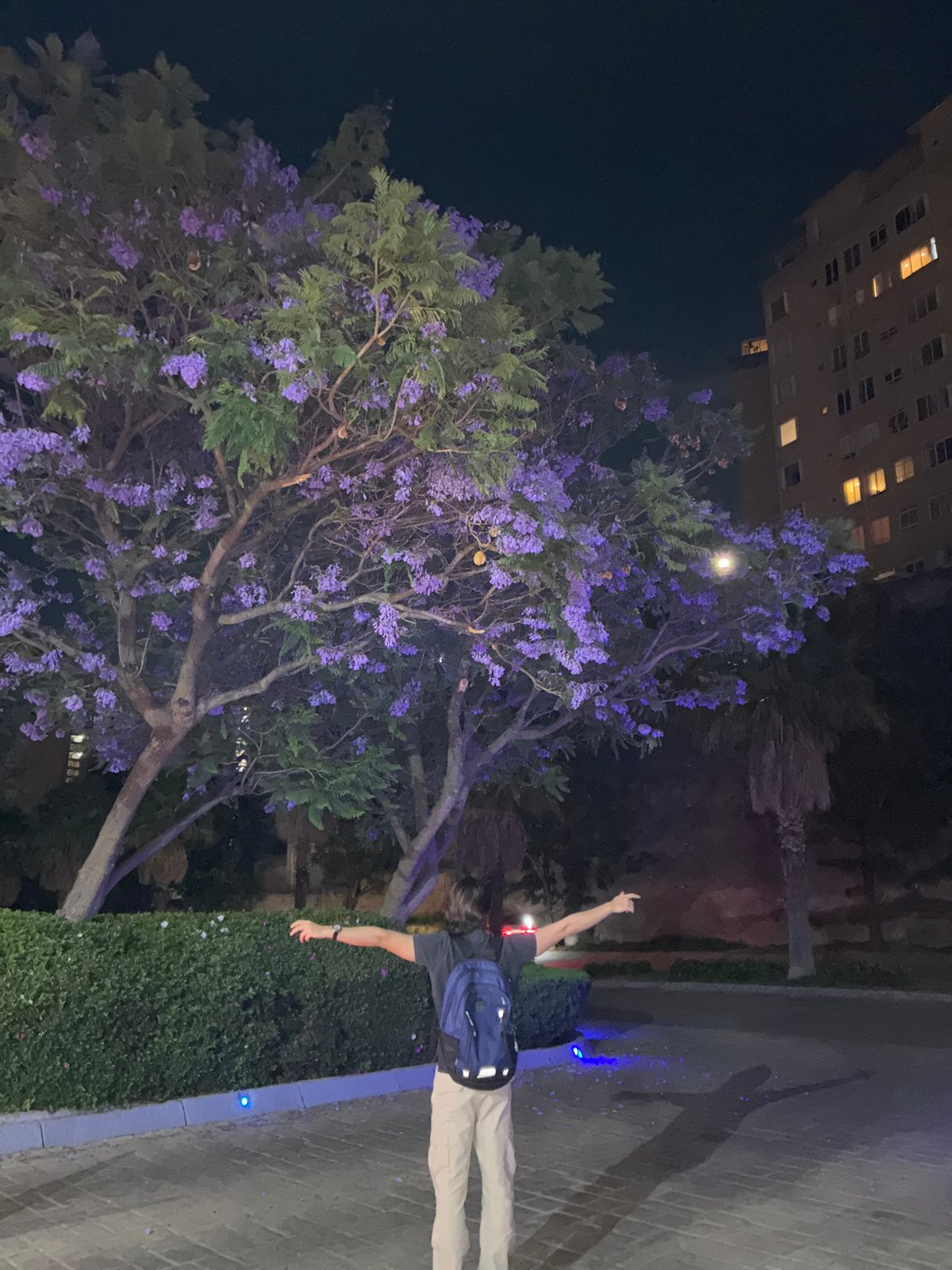 Nighttime blooming tree photographed in Huixquilucan de Degollado