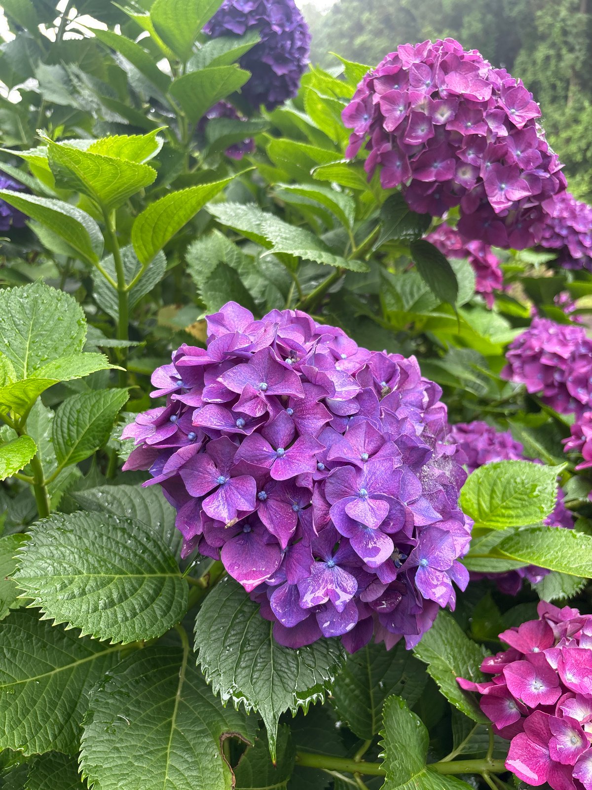 Rainy morning hike at Abu Oreum, Jeju, hydrangeas in full bloom