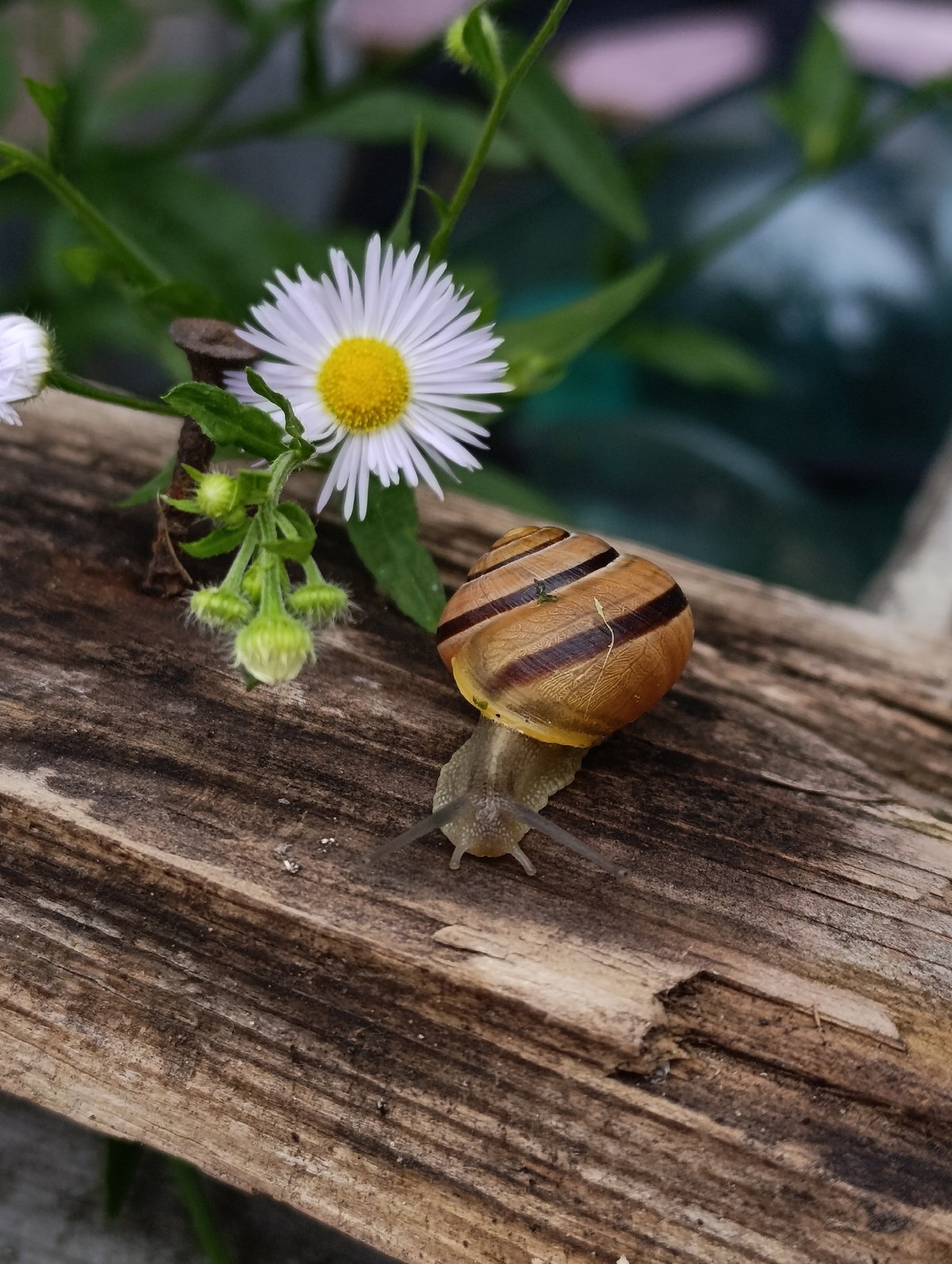 Garden snails explored up close on weathered wood with a daisy