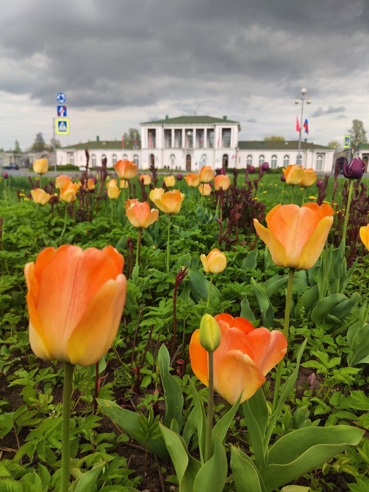 Spring flowers bloom in urban gardens during afternoon observation