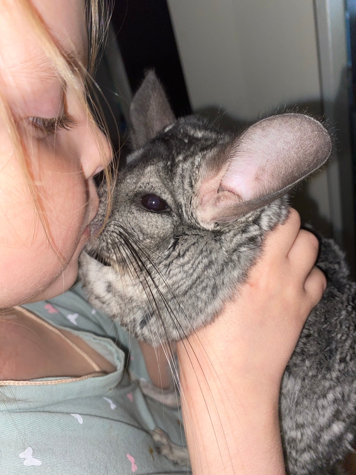 Chinchilla cuddles and dumplings documented in Votkinsk, Russia