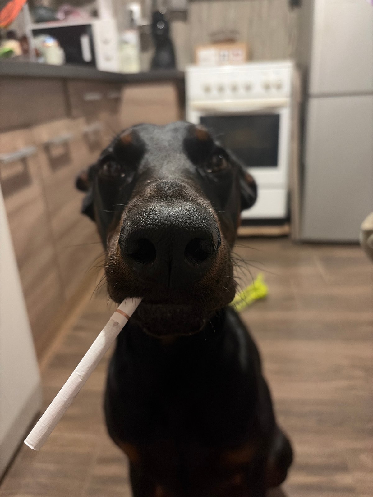 Doberman Dog Spotted Holding Cigarette in Sofia Kitchen
