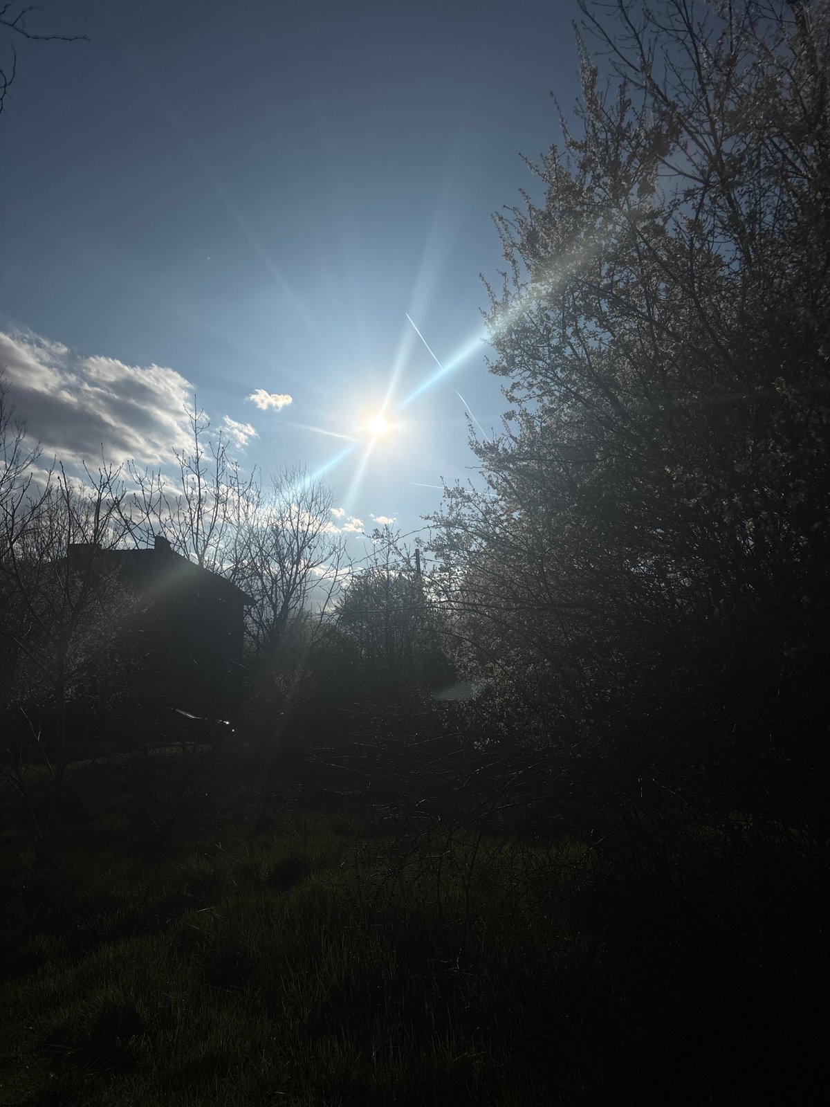 Sofia resident captures spring afternoon moments with flowers, sunlight, dog