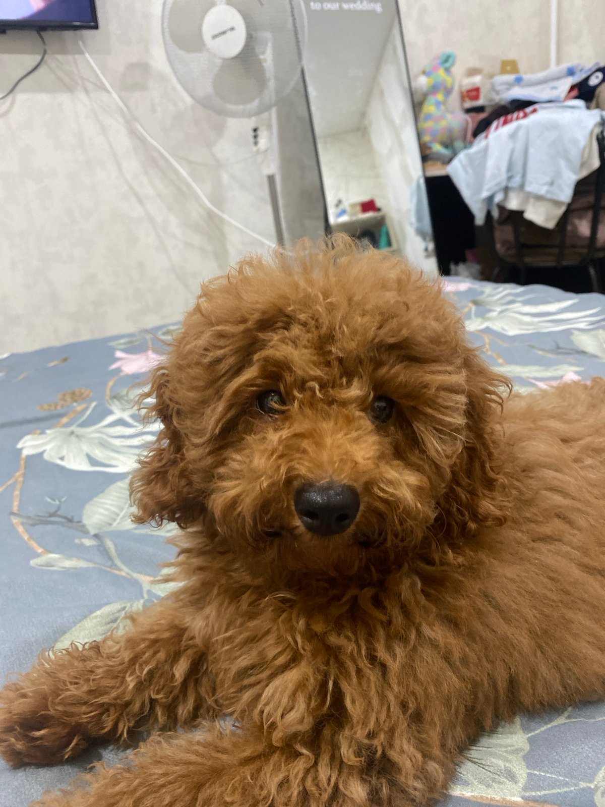 Fluffy toy poodle lounging on a floral duvet in Kazan