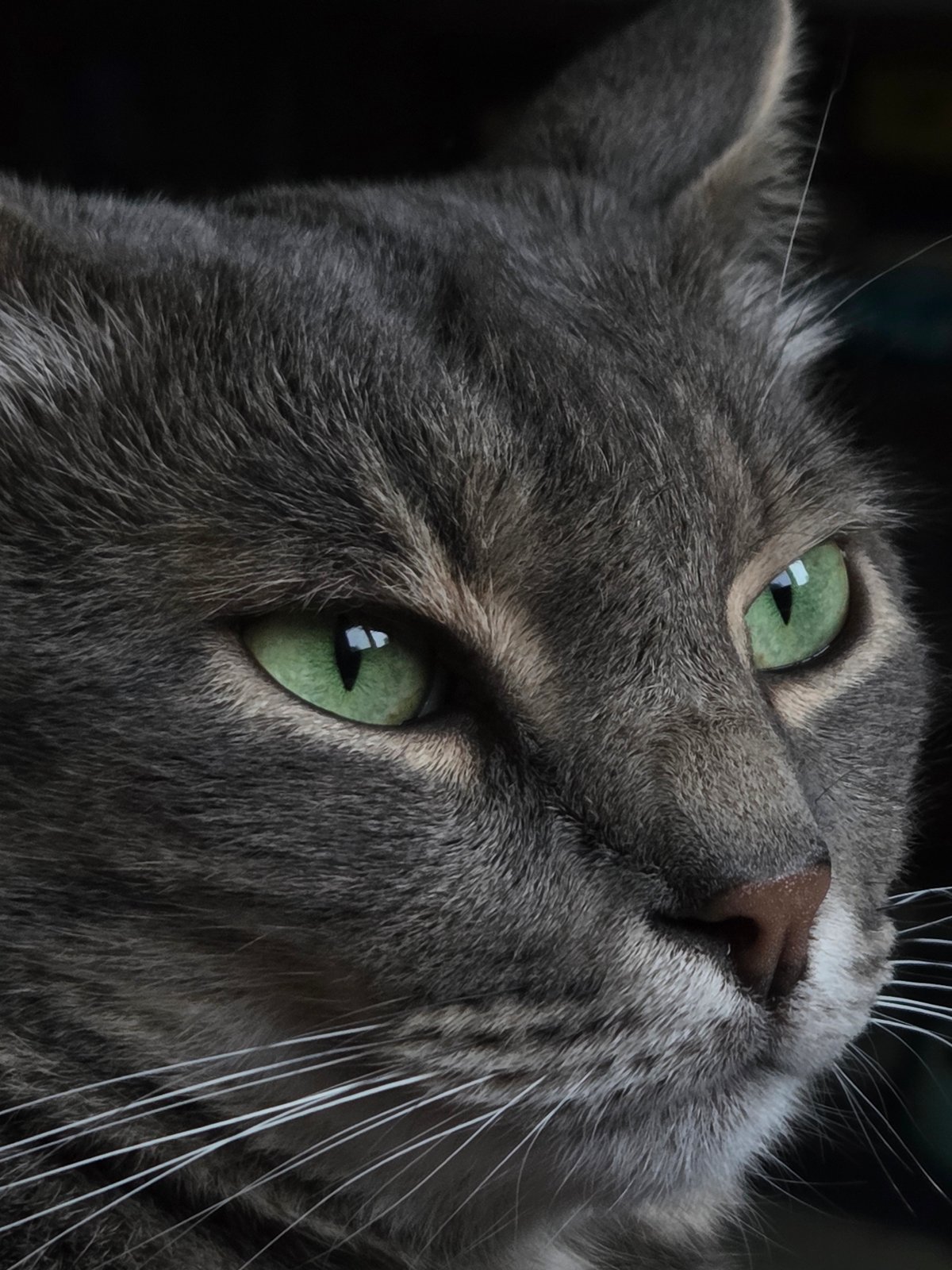 Gray cat and purple lilacs captured in domestic setting