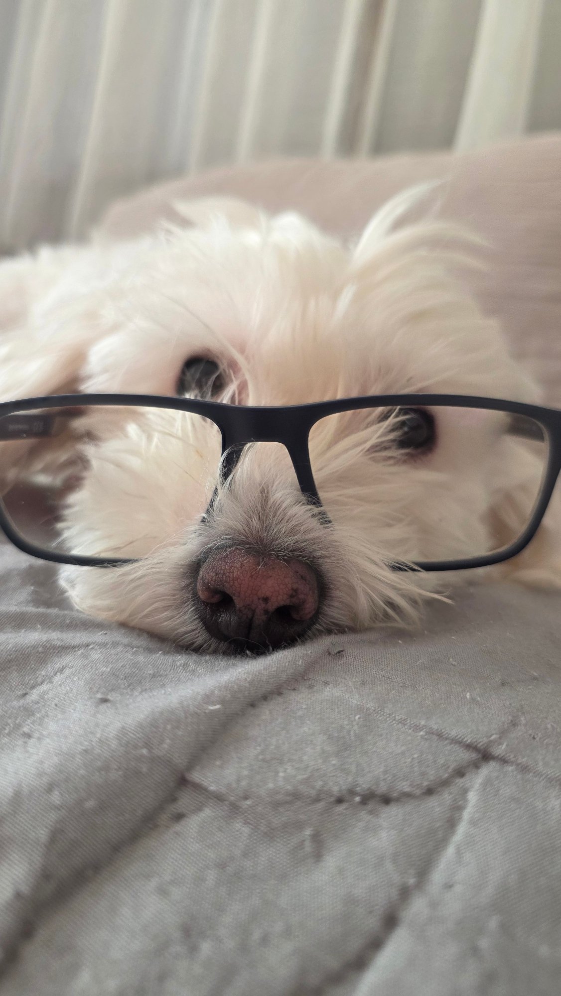 White dog poses in glasses for morning photos