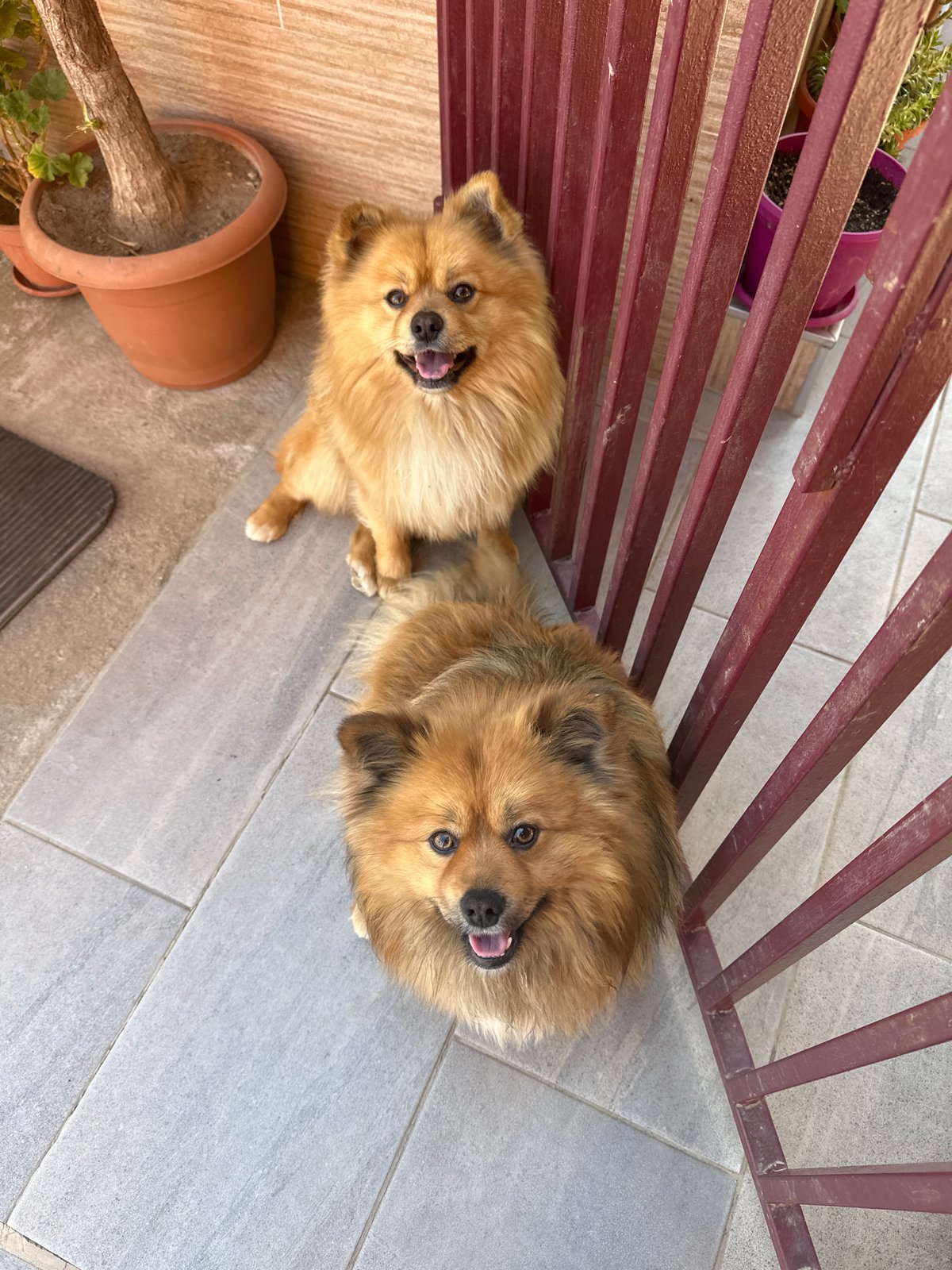 Dogs relax on tiled patio in Manole, Bulgaria