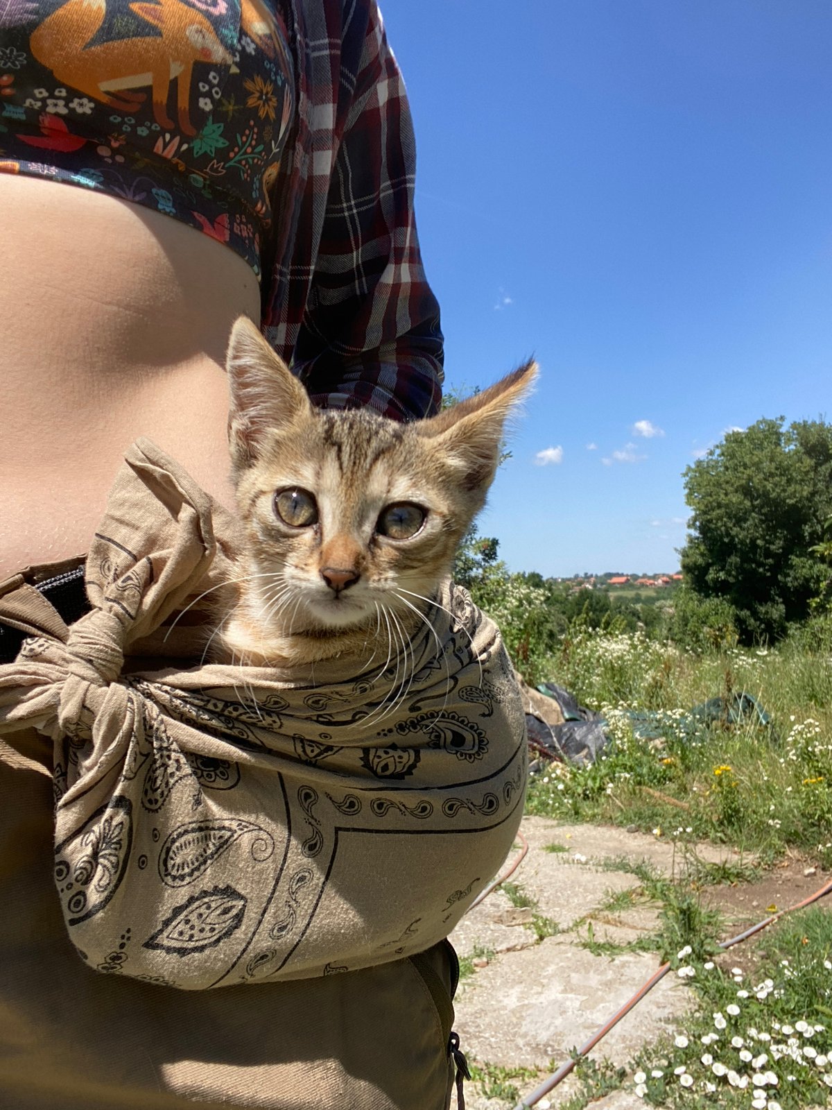 Tabby kitten rides along in a paisley bandana sling, Serbia