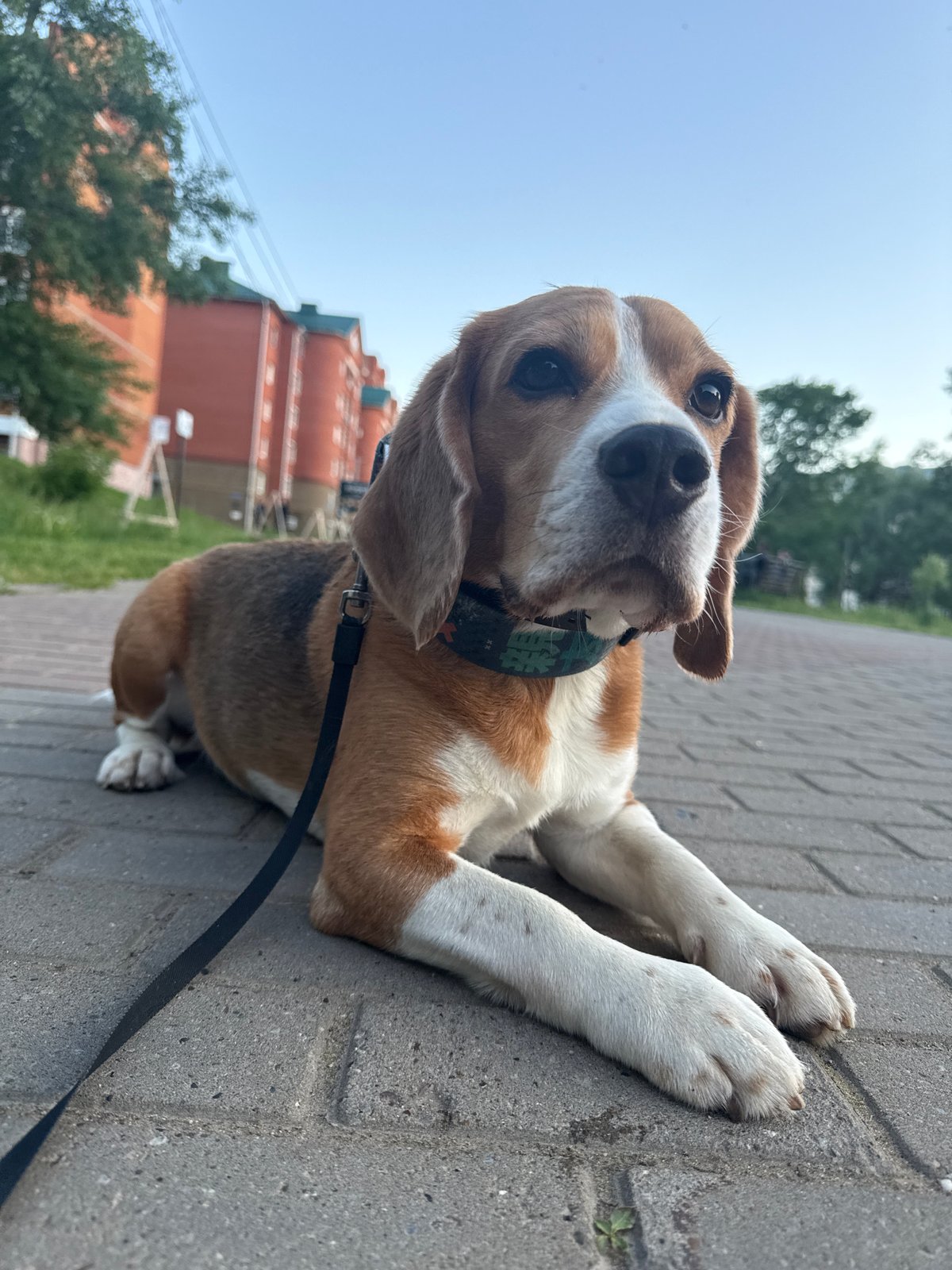 Evening dog walk documented in Chaikovsky, Russia