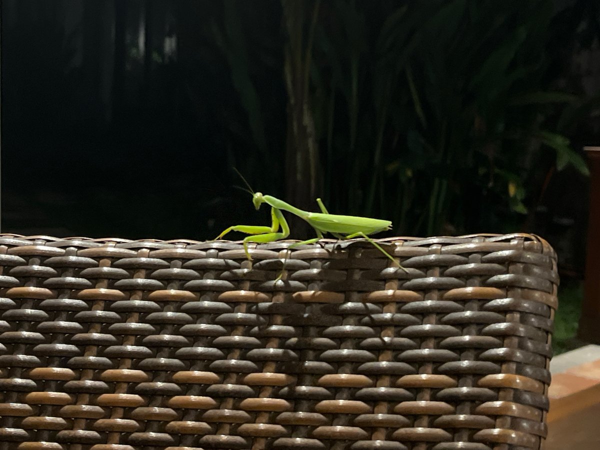 Wildlife encounters documented in North Kuta Indonesia residential area