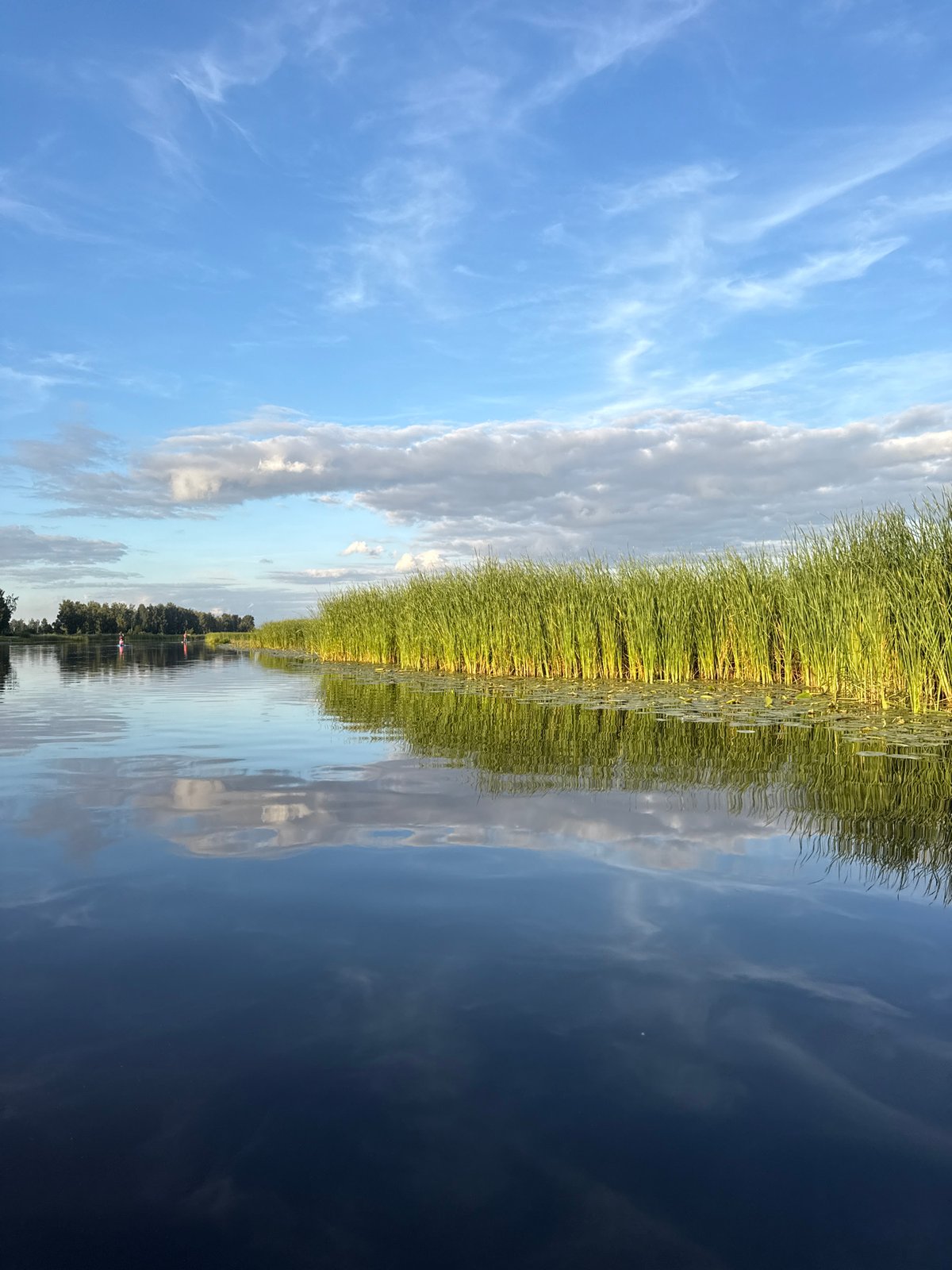 Reeds, lily pads, and still water along a Latvian river