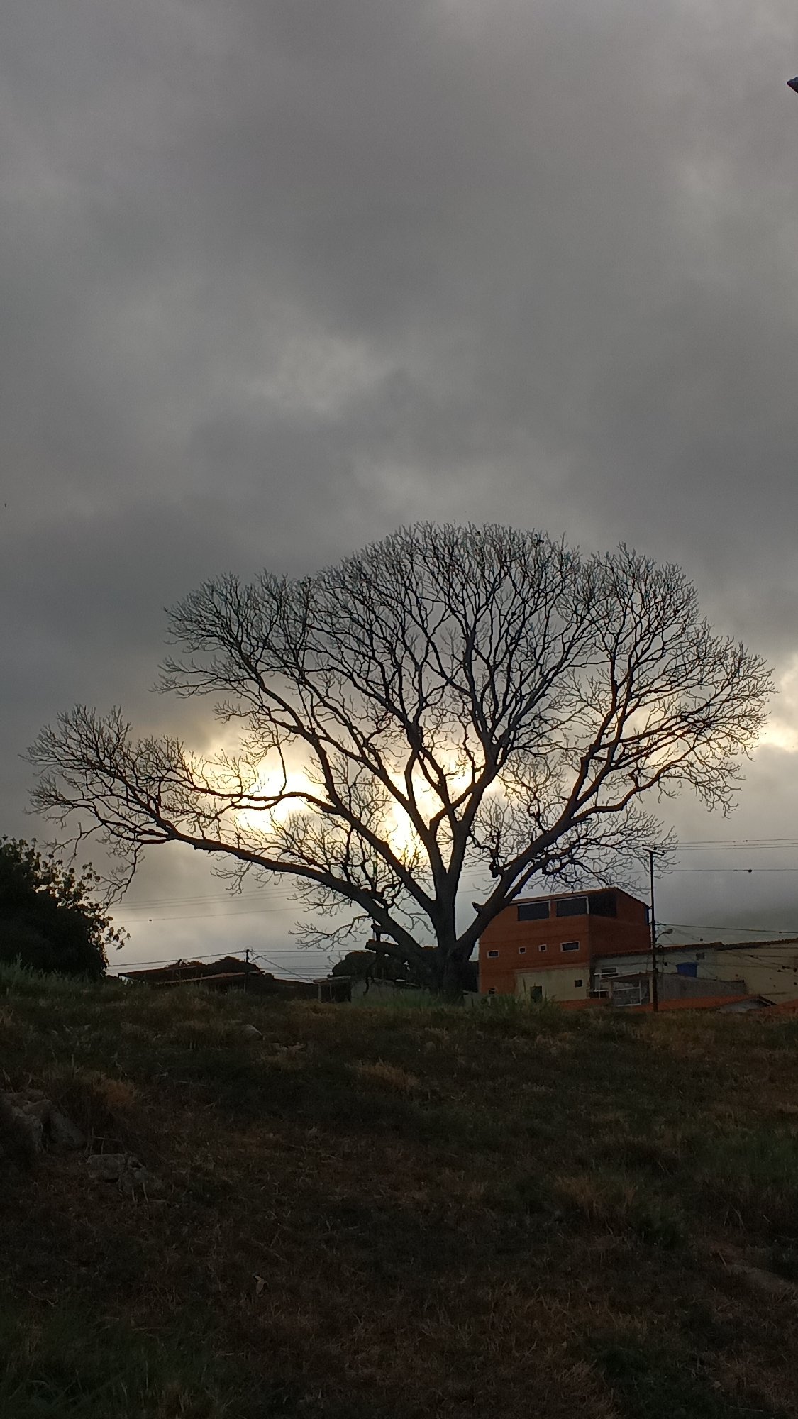 Leafless tree photographed against cloudy sky in San Felipe