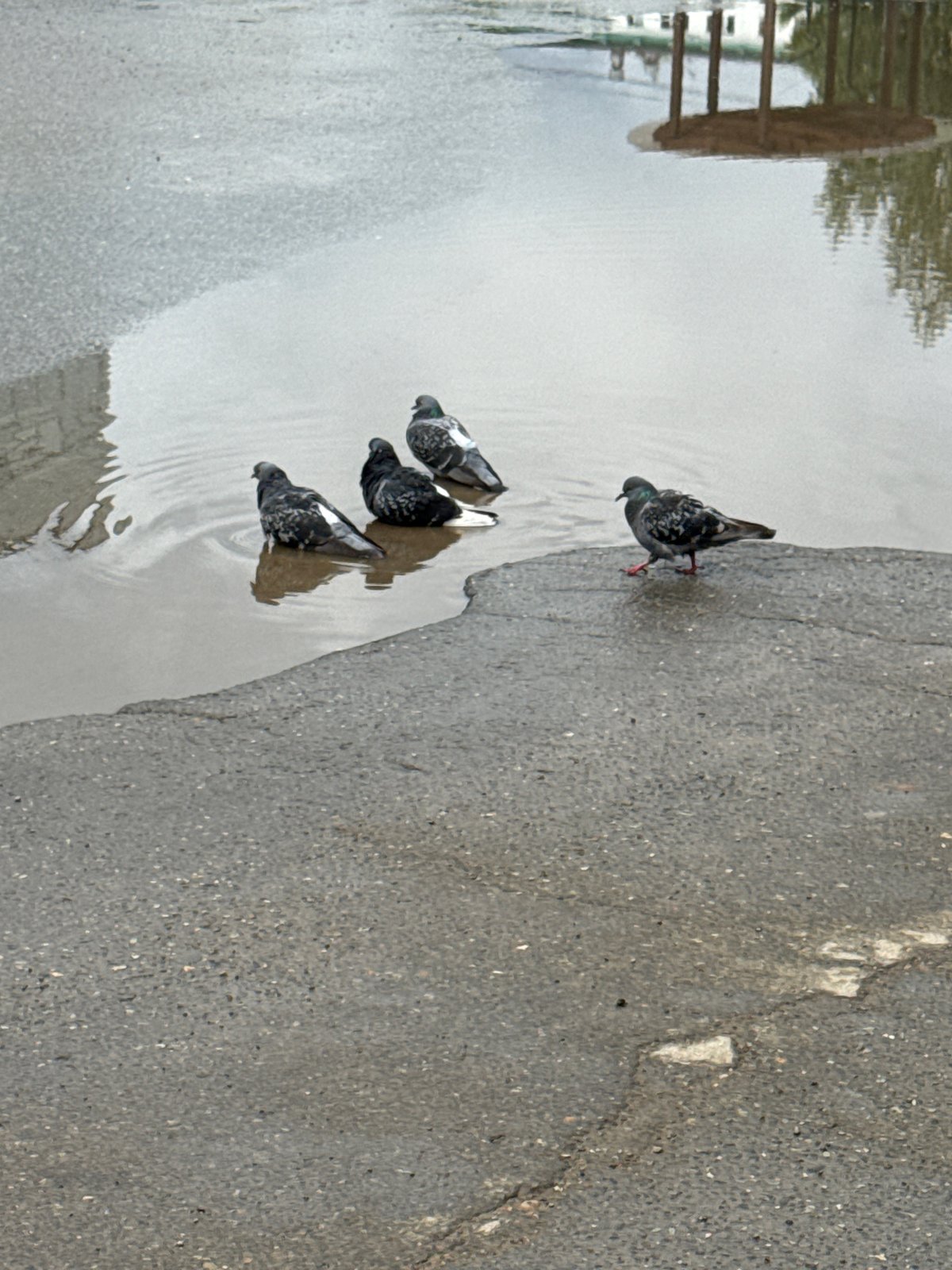 Morning life documented across Chaikovsky, Russia after recent rainfall