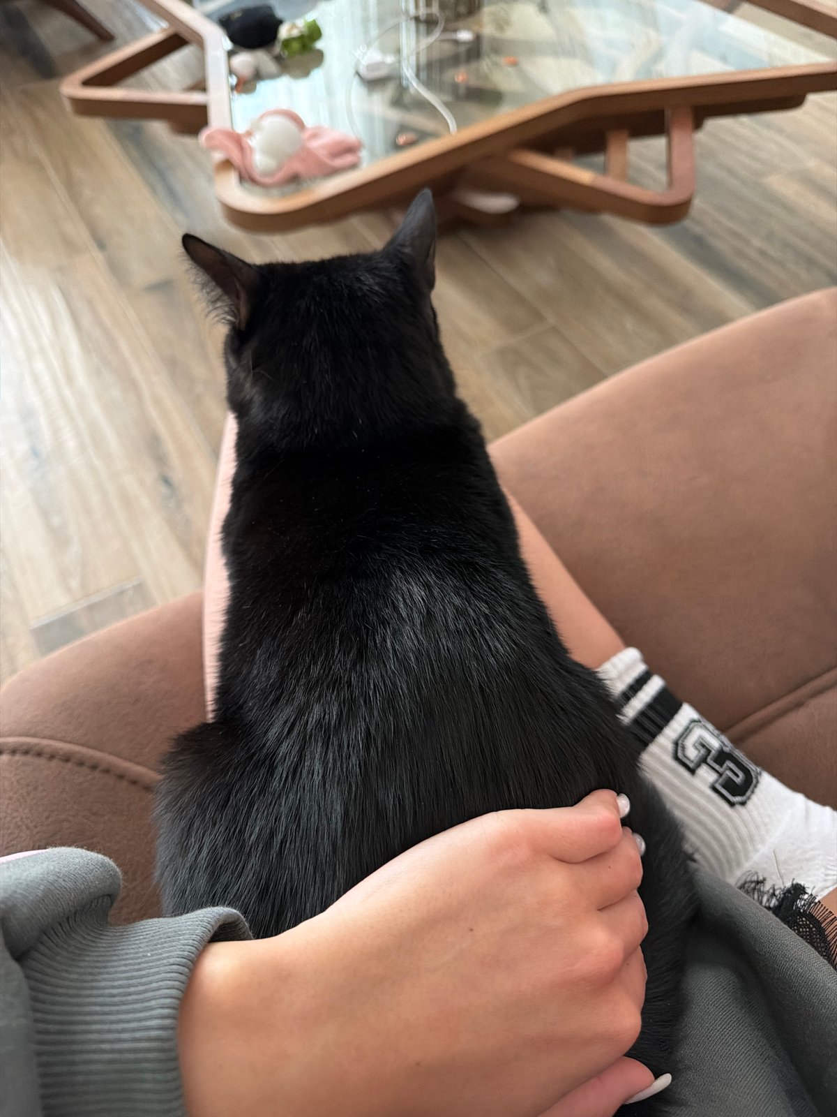 Black cat receives affection from owner in Gabrovo home
