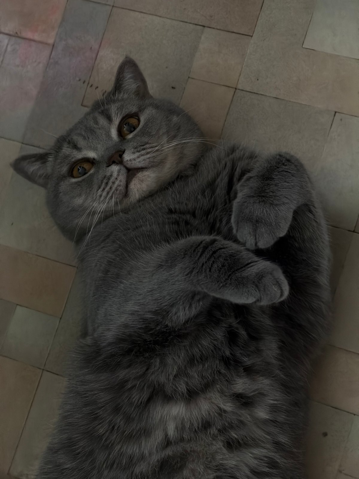 Gray cat photographed in playful poses on floors in Perm