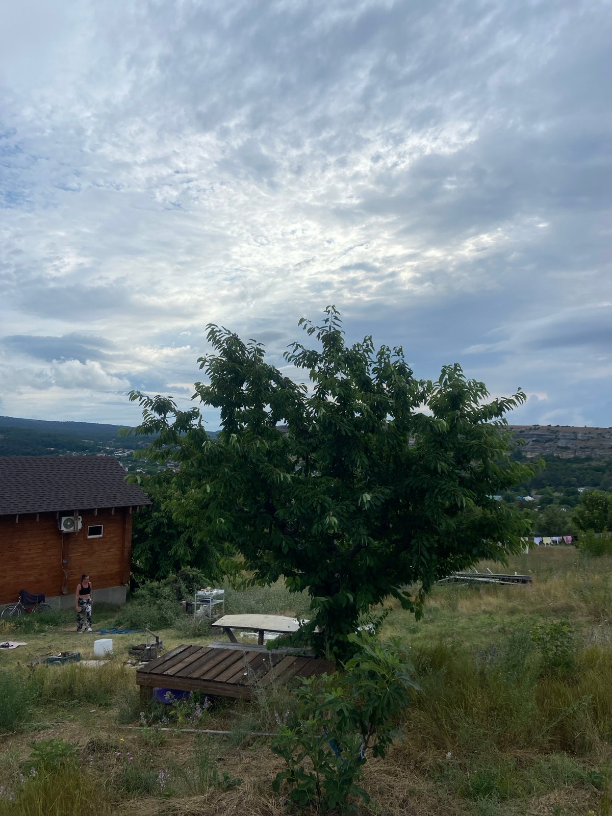 Rural village walk: landscape, fig trees, and wildflowers in Crimea