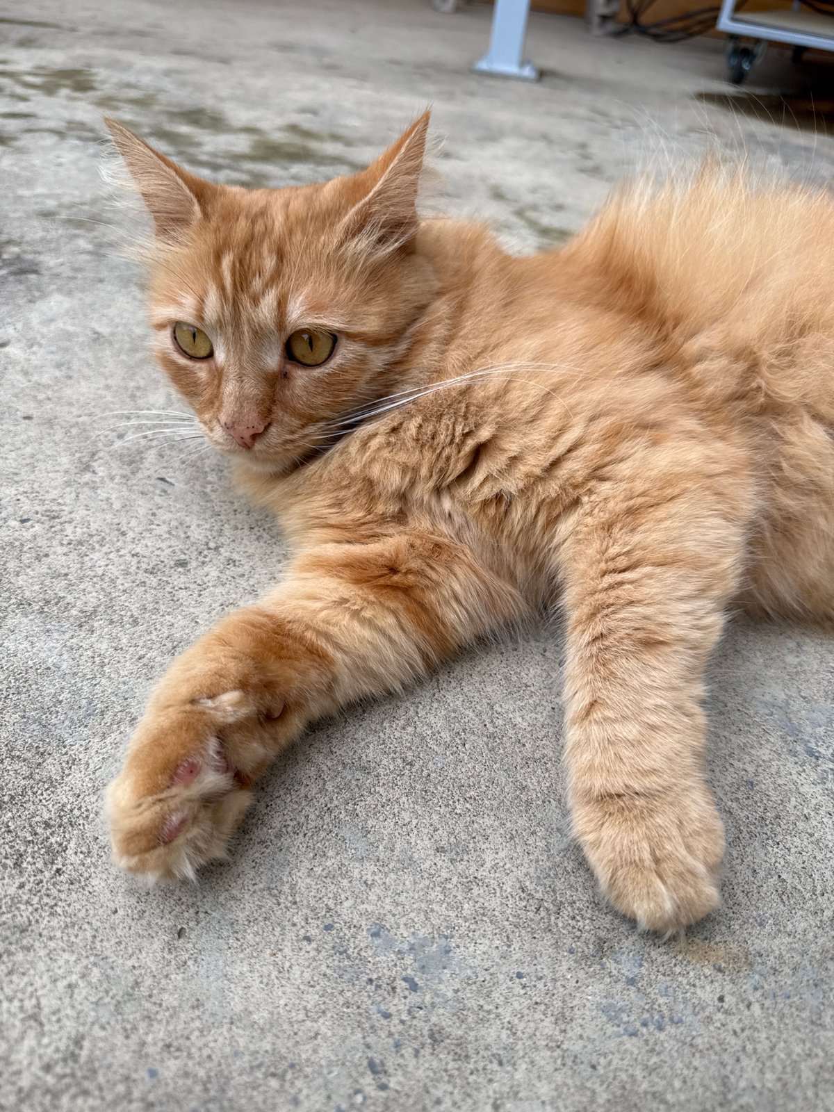 Border Collie and orange cat enjoy afternoon rest in Bulgaria