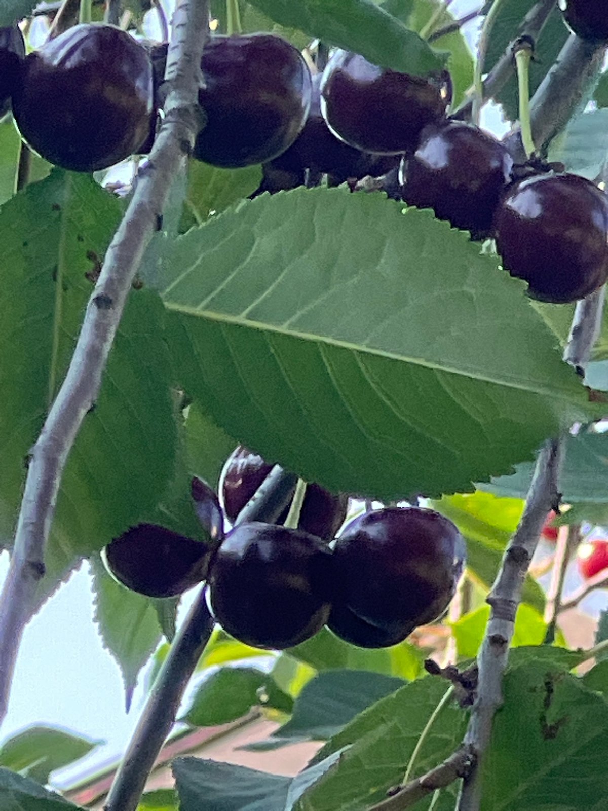 Midsummer afternoon in a Lopatino backyard garden