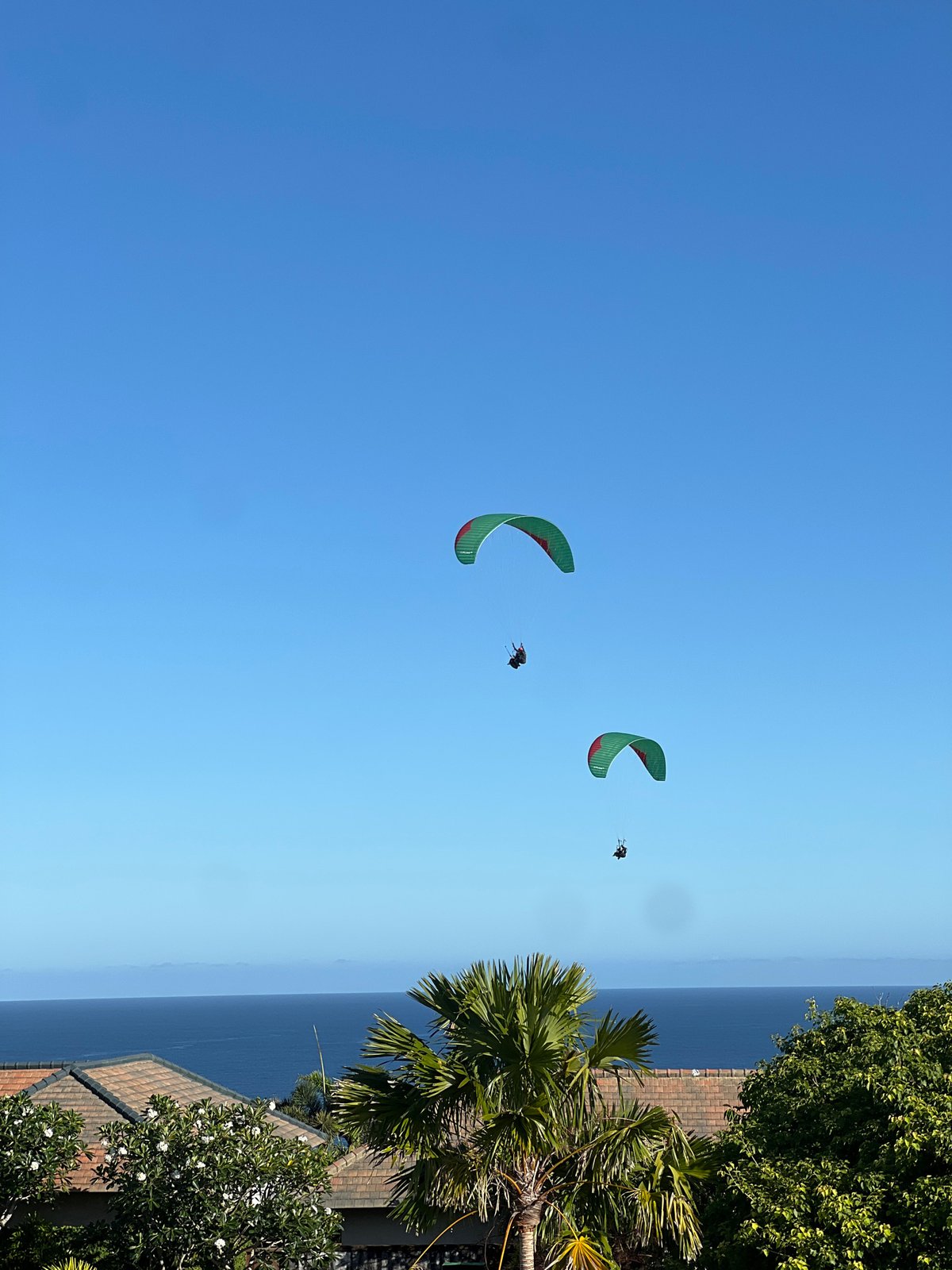 Paragliders soar over coastal trees under clear skies