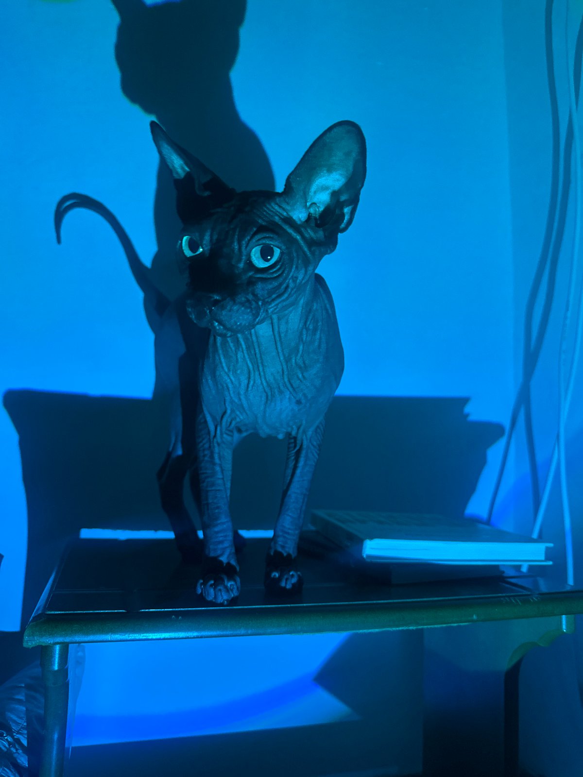 Sphynx cat explores indoor space under colored lighting in Budva