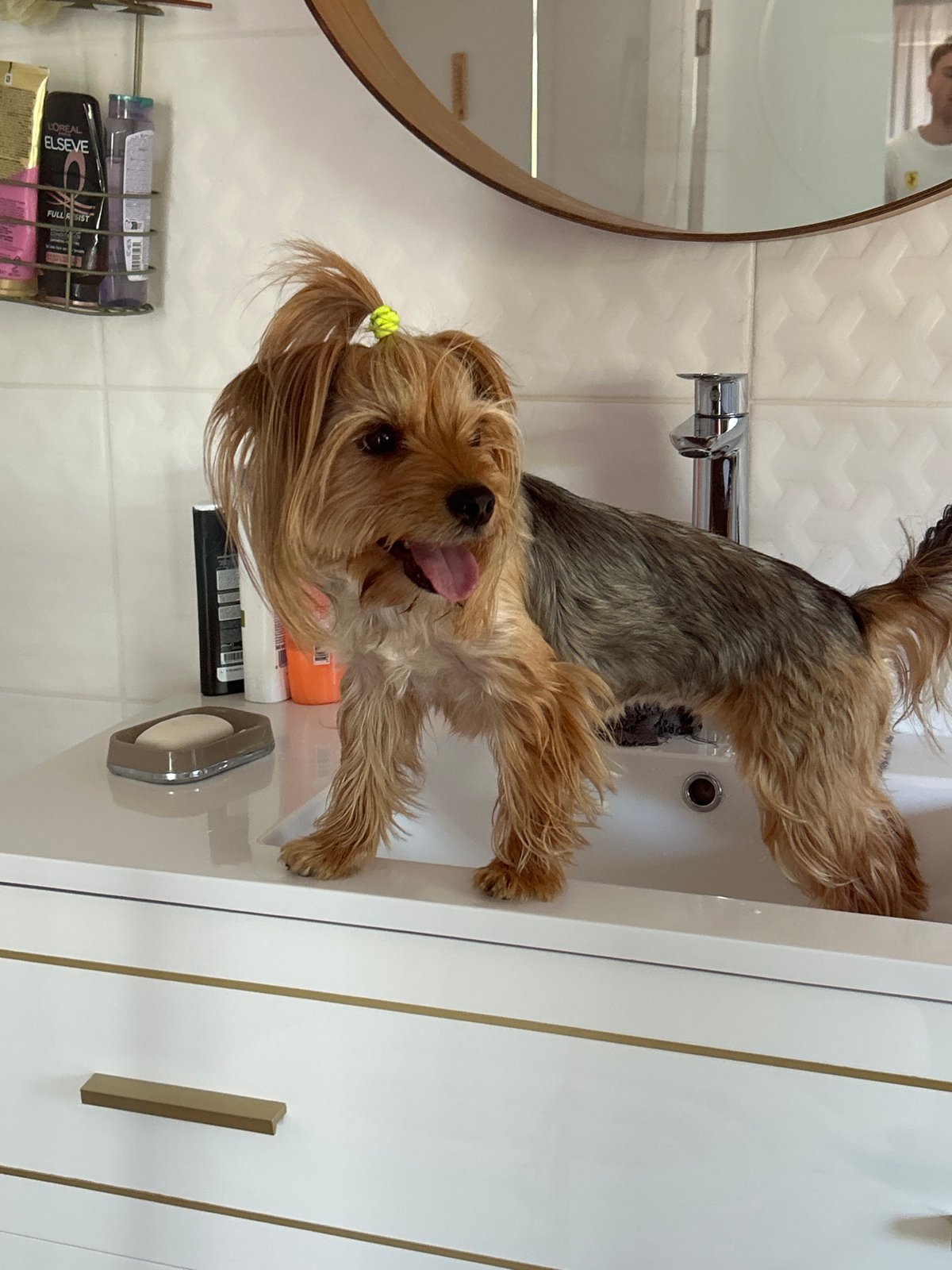 Small dog photographed in bathroom sink in Sofia