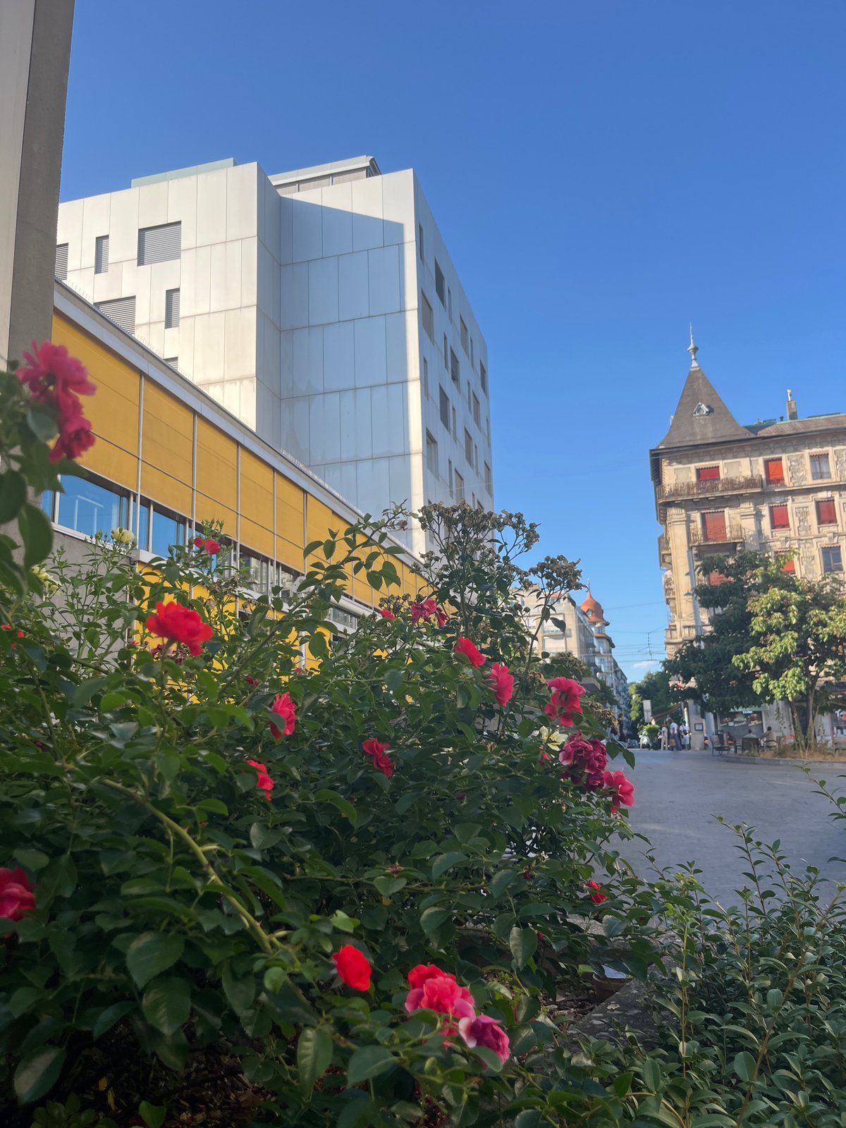 Geneva street scene: rose bush, mansard rooftop, sunny afternoon