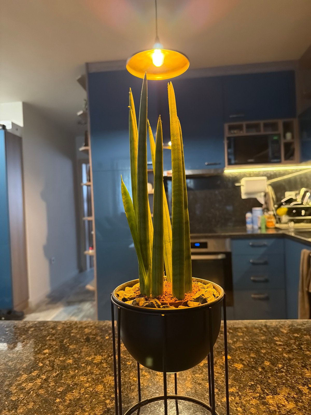 Snake plant displayed on kitchen counter with blue cabinets